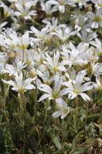 Cerastium alpinum L. ?<br/>(or C. arvense?)<br/>Munții Ceahlău, platoul alpin, 9 Jul 2011 © Adrian Schlesinger - public domain (<a href=https://creativecommons.org/publicdomain/zero/1.0/ target=_blank>CC0 1.0</a>)
